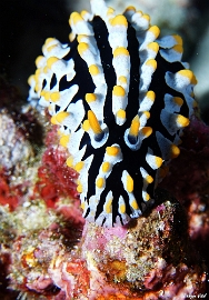 Maldives 2021- Phyllidie verruqueuse - Swollen Phyllidia - Phyllidia varicosa - DSC00209_rc